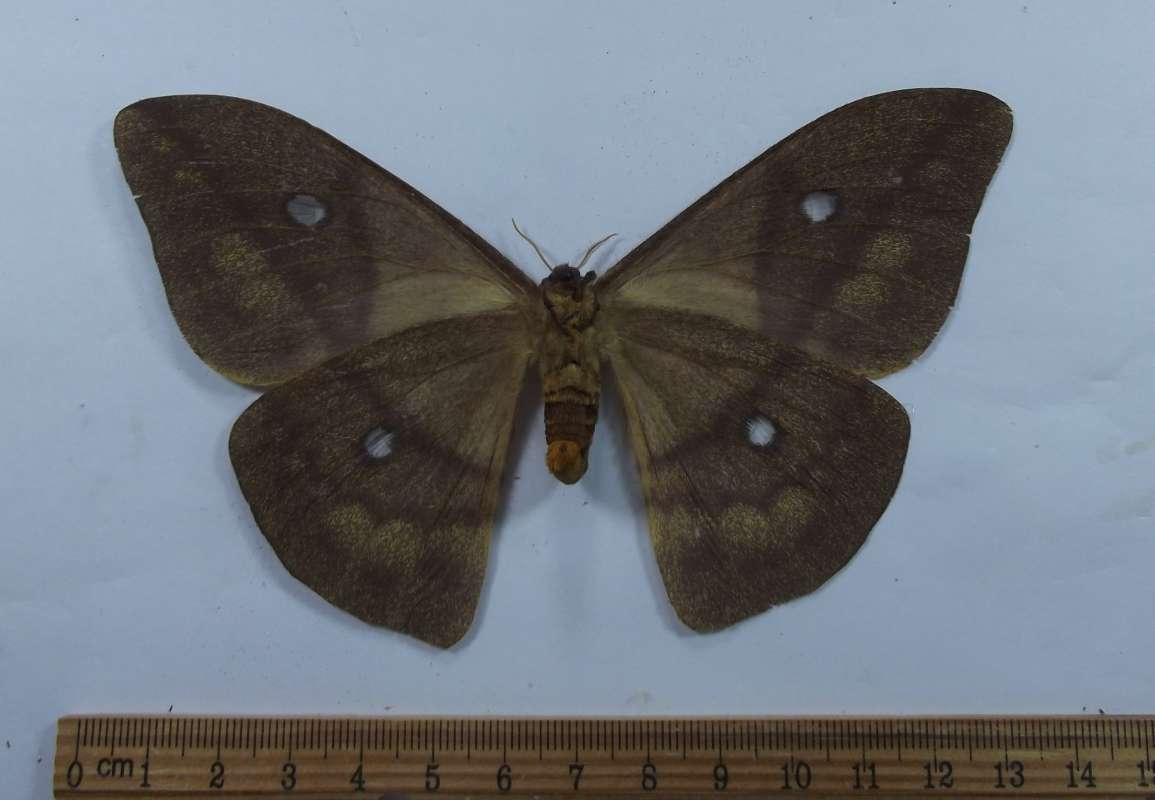 Female - Ventral View<br>(Origin of the Specimen: Uganda, June 1977)