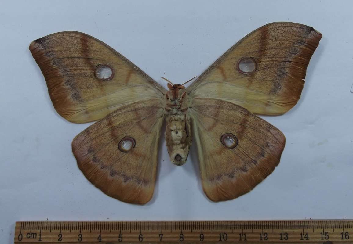 Female -Ventral View<br>(Origin of the Specimen: Thailand, August 1990)