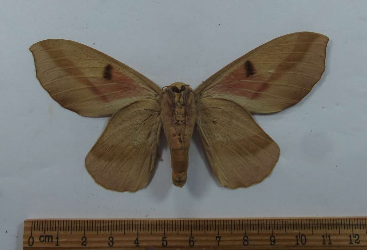 Female - Ventral View<br>(Origin of the Specimen: Calima Valley, Colombia, April 1984)