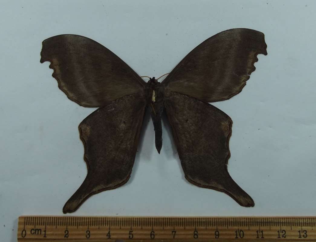 Male - Ventral View<br>(Origin of the Specimen: Bolivia, April 1976)