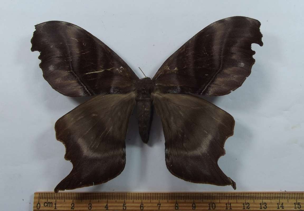 Female - Dorsal View<br>(Origin of the Specimen: Bolivia, April 1976)