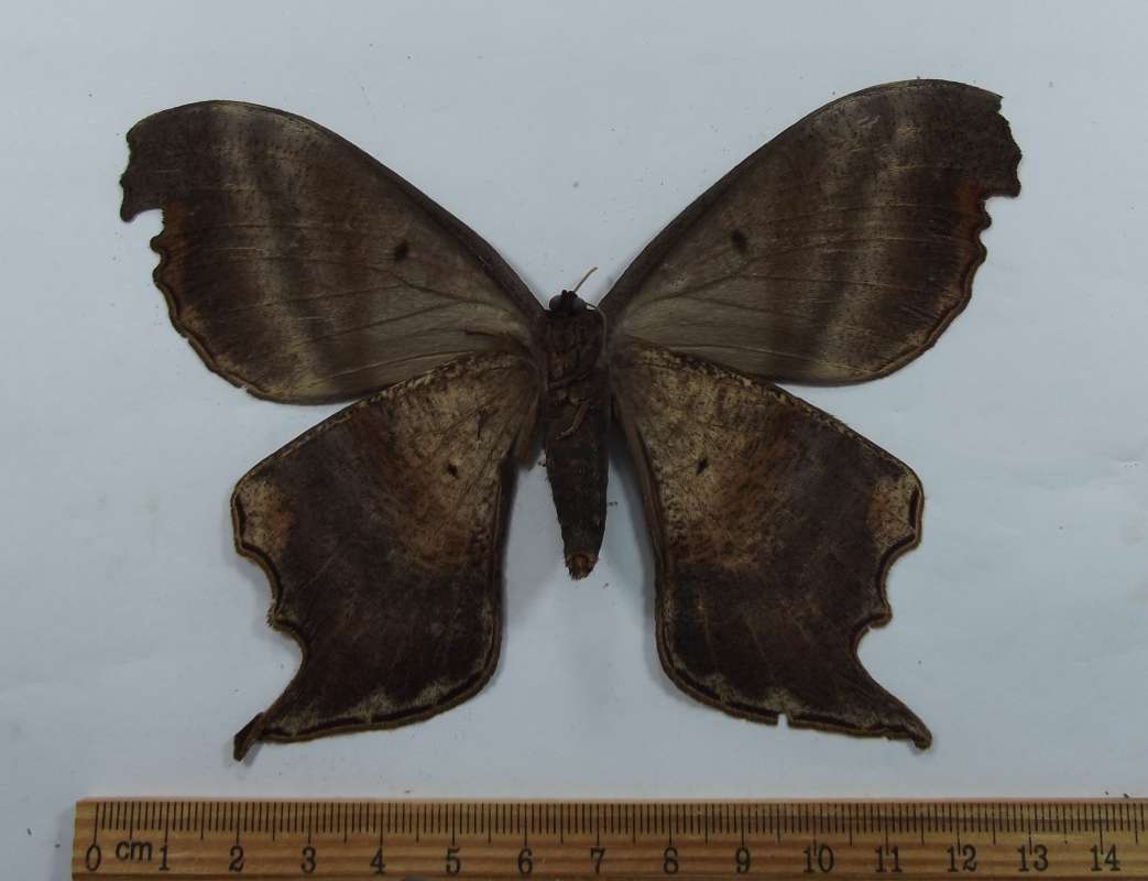 Female - Ventral View<br>(Origin of the Specimen: Bolivia, April 1976)