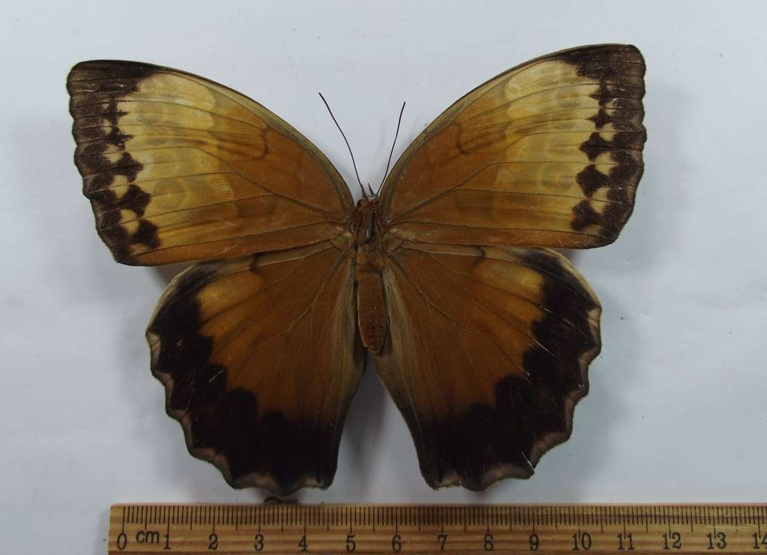 Female -Dorsal View<br>(Origin of the Specimen: Mt. Dobo, Vietnam)