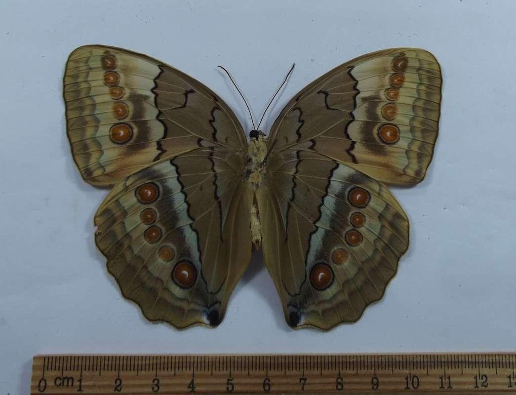 Male -Ventral View<br>(Origin of the Specimen: Vietnam, May 12, 2009)