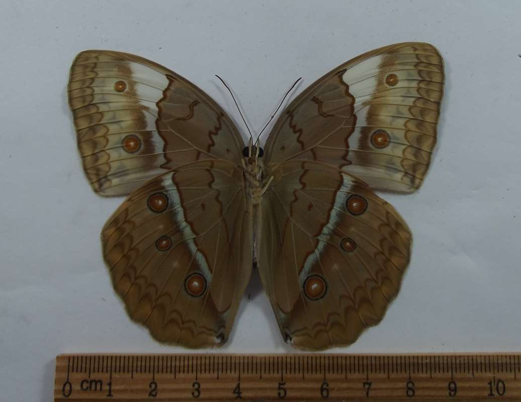Male - Ventral View<br>(Origin of the Specimen: Vietnam)