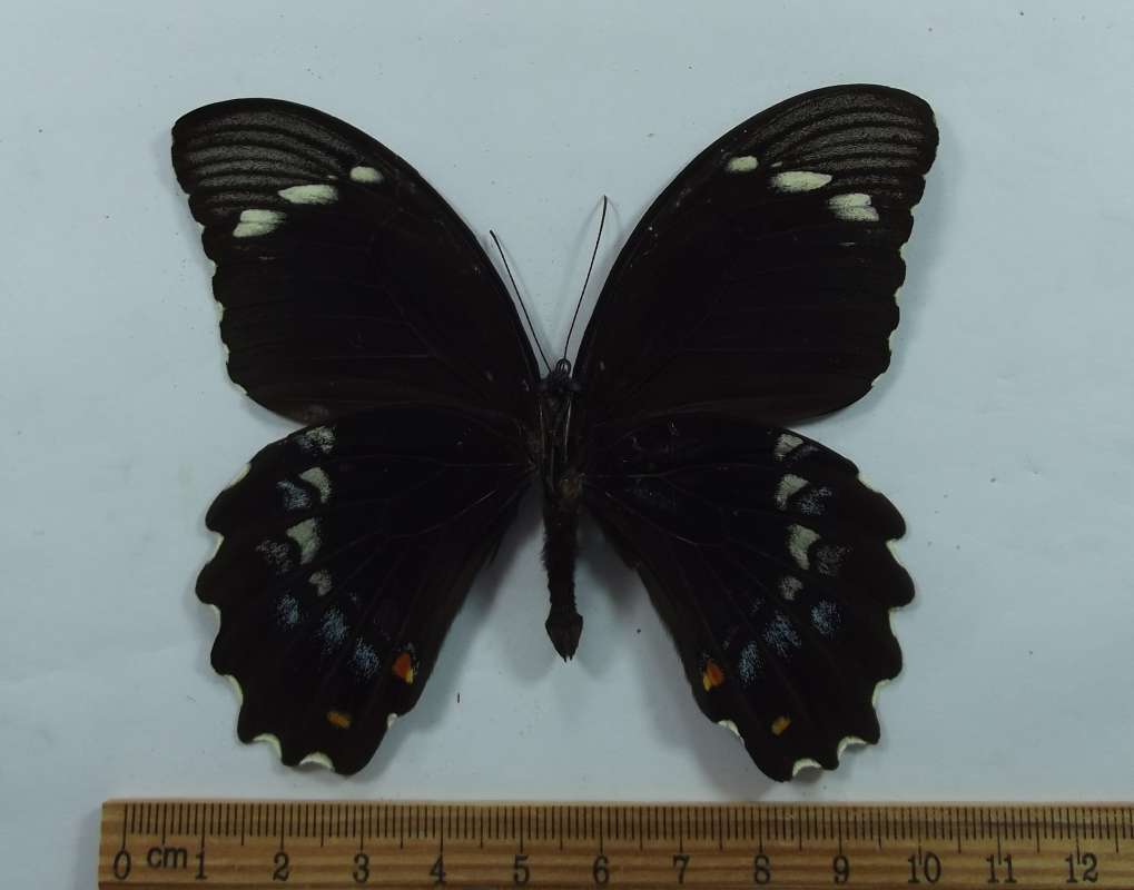 Male - Ventral View<br>(Origin of the Specimen: Ceram, Feb. 1996)