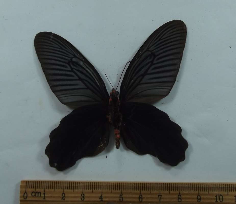Male - Ventral<br>(Origin of the Specimen: Hei, Mt. Lchang, South Yunnan, Ch.)