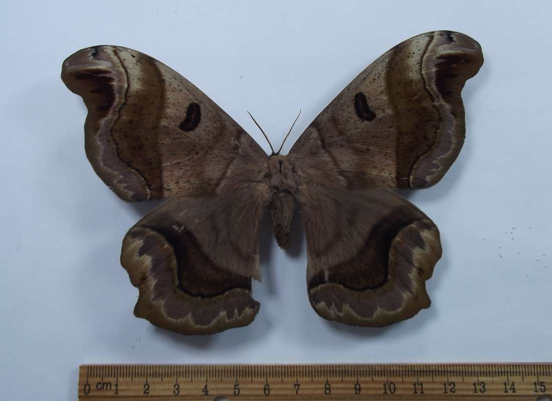 Female - Dorsal View<br>(Origin of the Specimen: Mexico, July 2, 2009)