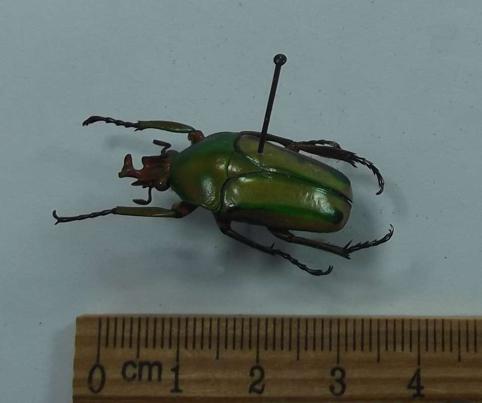 Male - Angle View<br>(Origin of the Specimen: Cameroon, 2016)