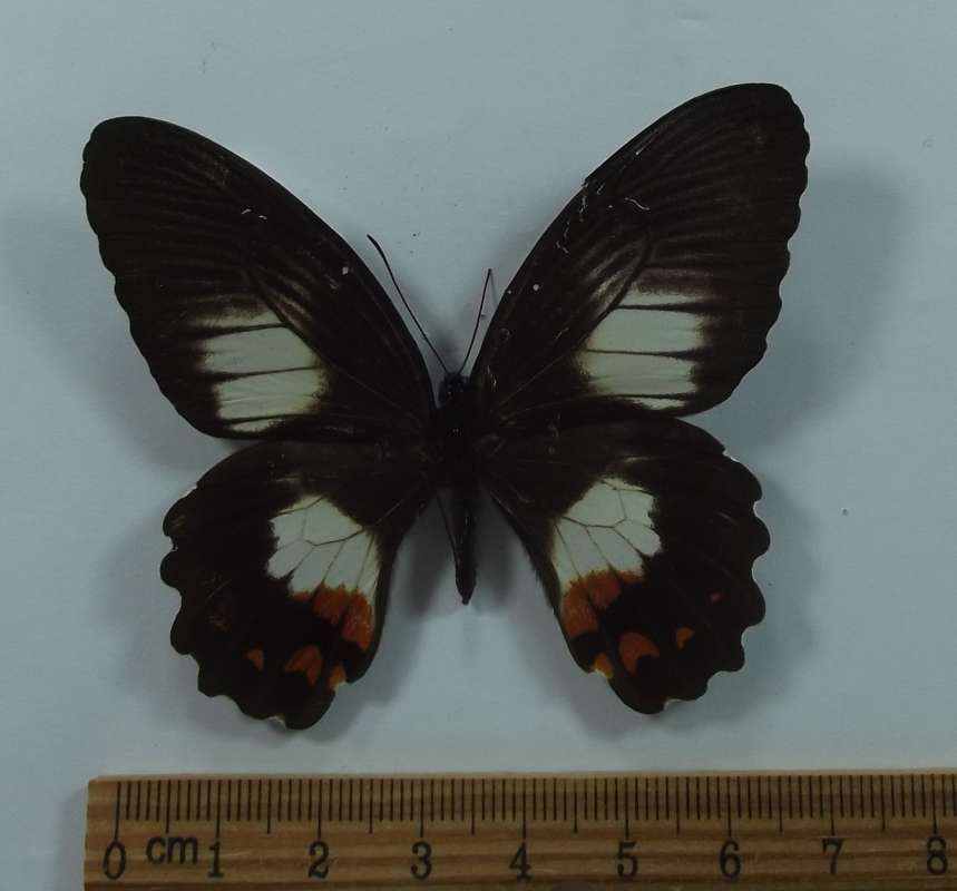Female - Ventral View<br>(Origin of the Specimen: Bulolo, Morobe, PNG, May 1992)