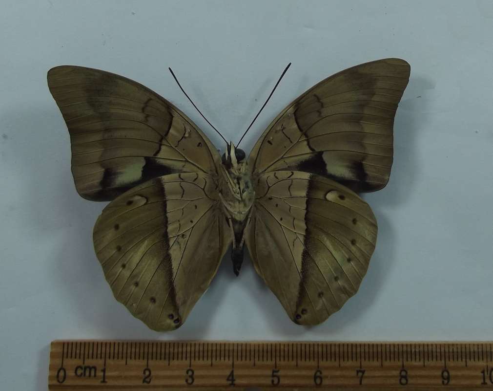 Male - Ventral View<br>(Origin of the Specimen: Bred - Costa Rica, 2013)