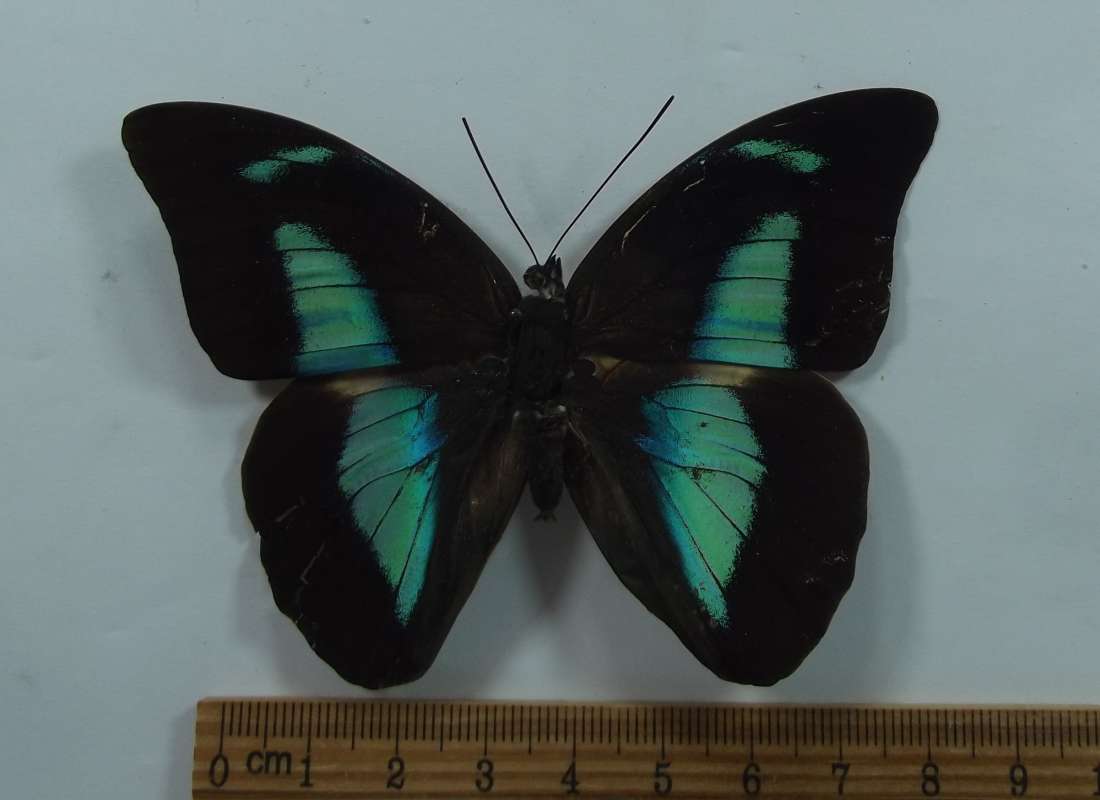 Female -Dorsal View<br>(Origin of the Specimen: Bred - Costa Rica, 2013)
