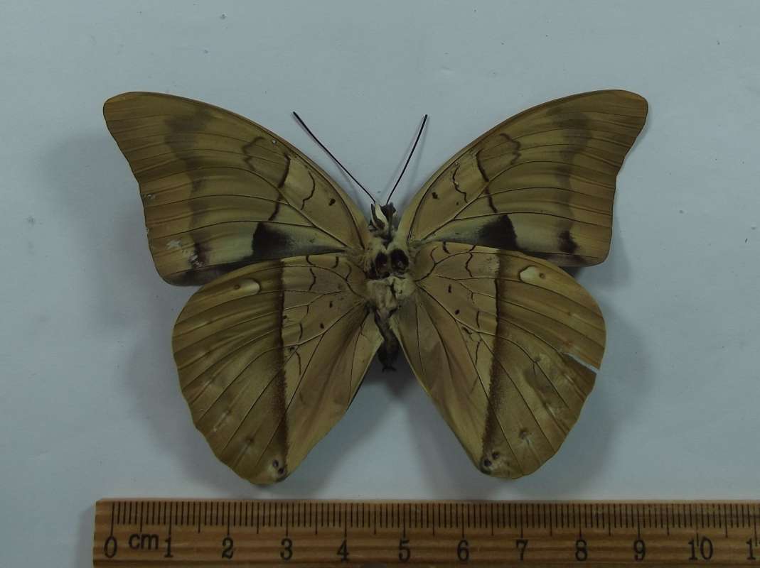 Fmeale - Ventral View<br>(Origin of the Specimen: Bred - Costa Rica, 2013)