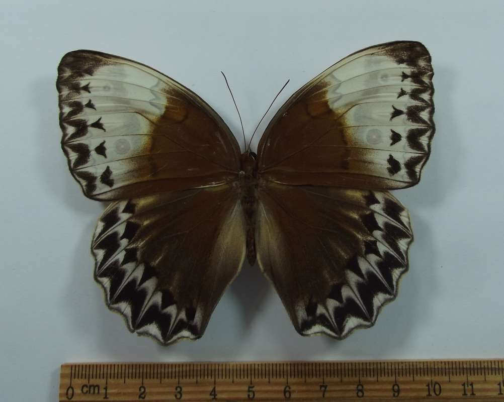 Female - Dorsal View<br>(Origin of the Specimen: Thuea Thien, 1400 Meters, Vietnam)