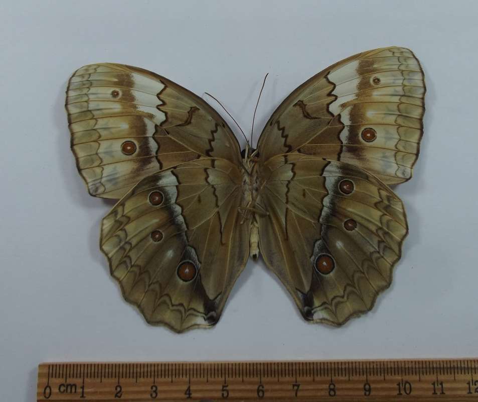 Female - Ventral View<br>(Origin of the Specimen: Thuea Thien, 1400 Meters, Vietnam)