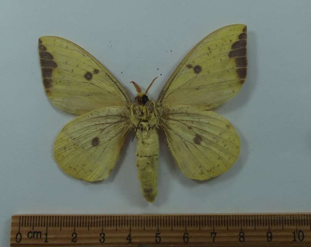 Small Pale Male - Ventral View<br>(Origin of the Specimen: Union Co, South Illinois, VII, 2004)