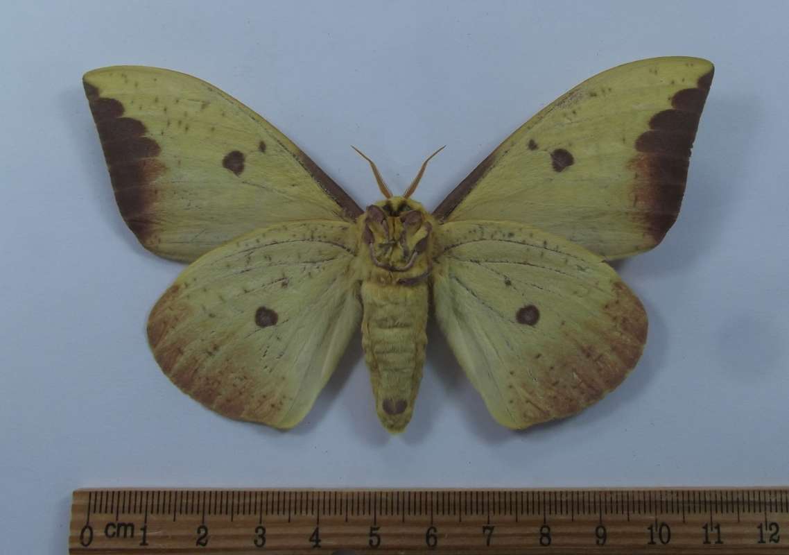 Large Dark Male - Ventral View<br>(Origin of the Specimen: Union County, Southrn Illinois)