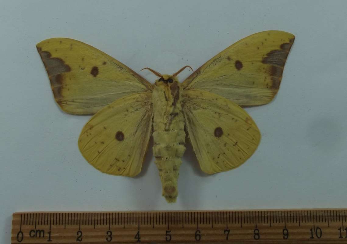 Male - Ventral View<br>(Origin of the Specimen: Brattebore, Vermont, VI 2004)