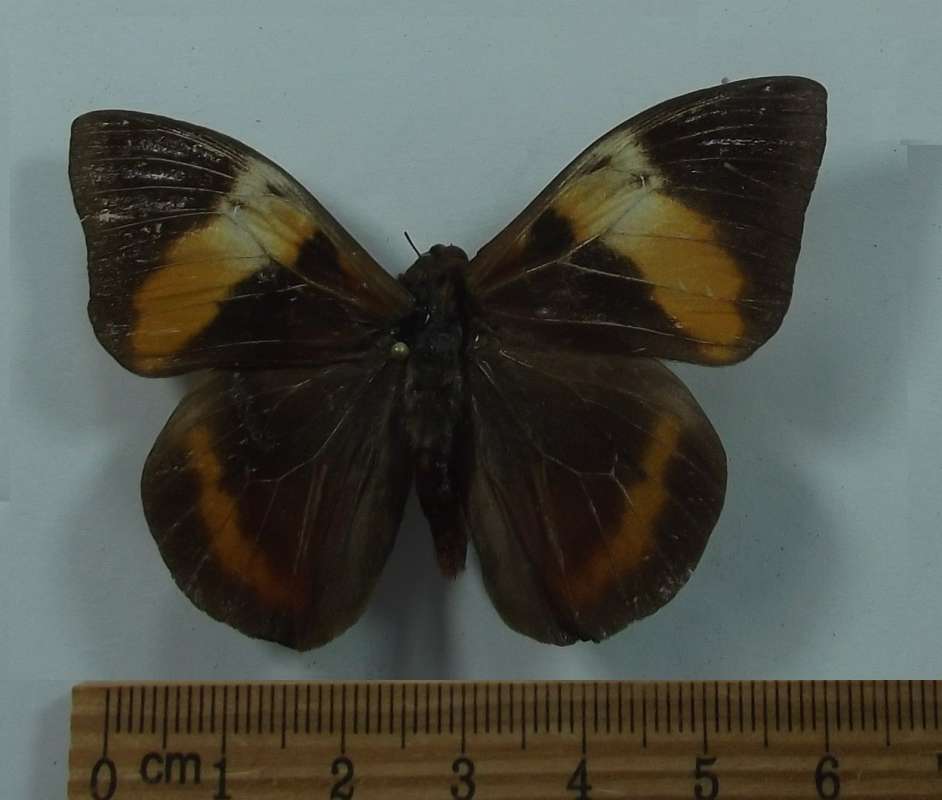 Female - Dorsal View<br>(Origin of the Specimen: Argentina, May 23, 2001)