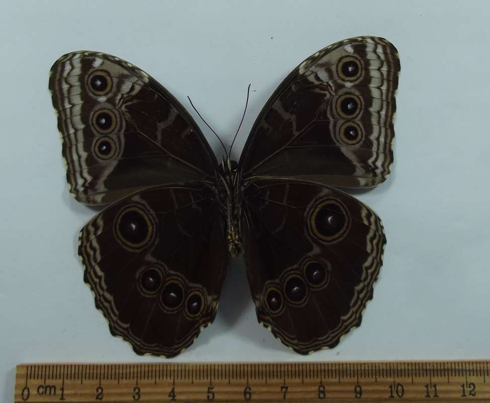 Male - Ventral View<br>(Origin of the Specimen: Golfeto, Costa Rica, 2013)