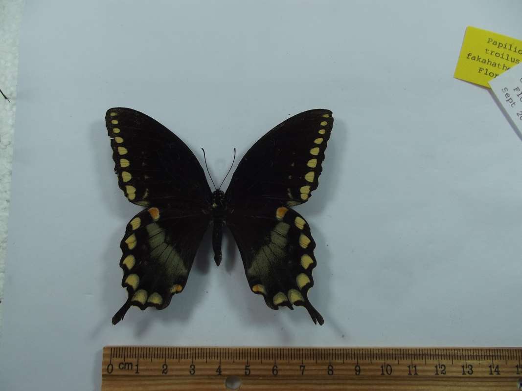 Extra Imiage - Not Used<br>(Origin of the Specimen: Collier County, Florida, Sept 2008)