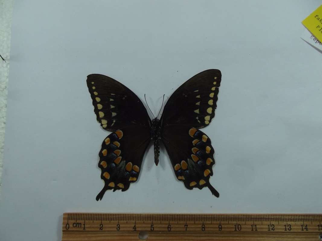 Extra Imiage - Not Used<br>(Origin of the Specimen: Collier County, Florida, Sept 2008)