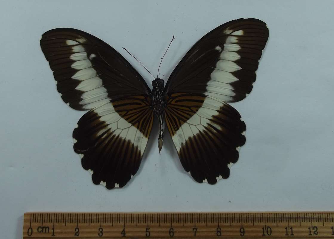 Female - Ventral View<br>(Origin of the Specimen: Uganda, May 1976)