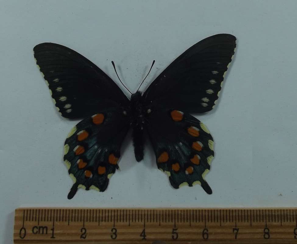 Male - Ventral View<br>(Origin of the Specimen: Lake Shasta, California, Apr 2016)