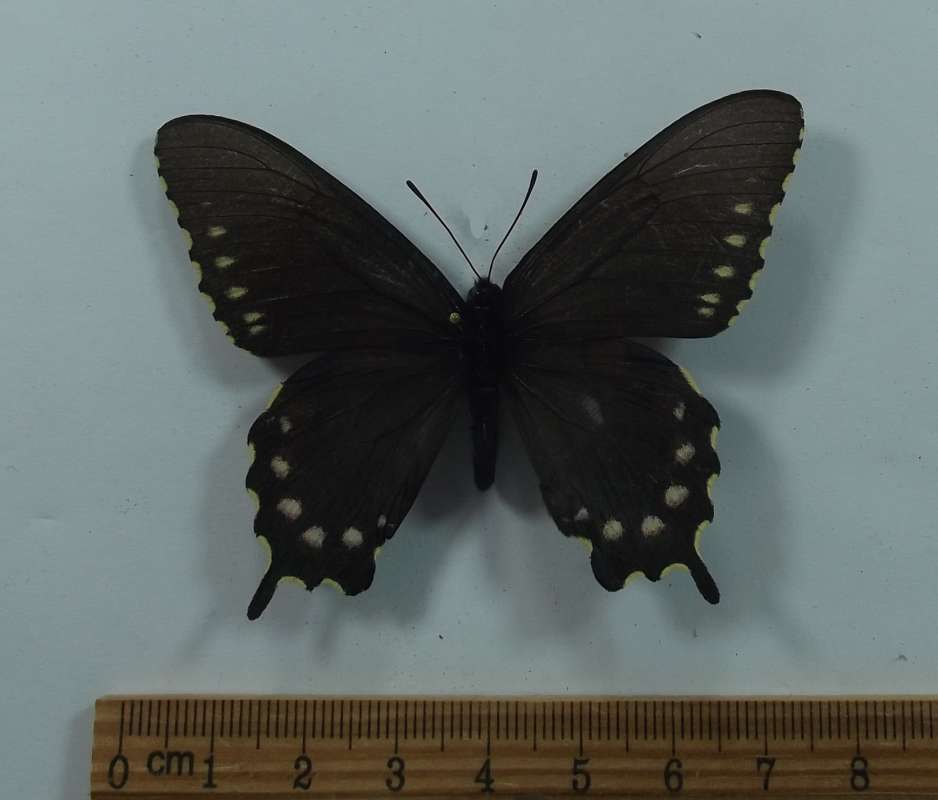 Female - Dorsal View<br>(Origin of the Specimen: Lake Shasta, California, Apr 2016)