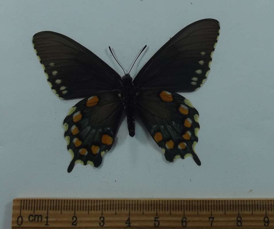 Female - Ventral View<br>(Origin of the Specimen: Lake Shasta, California, Apr 2016)