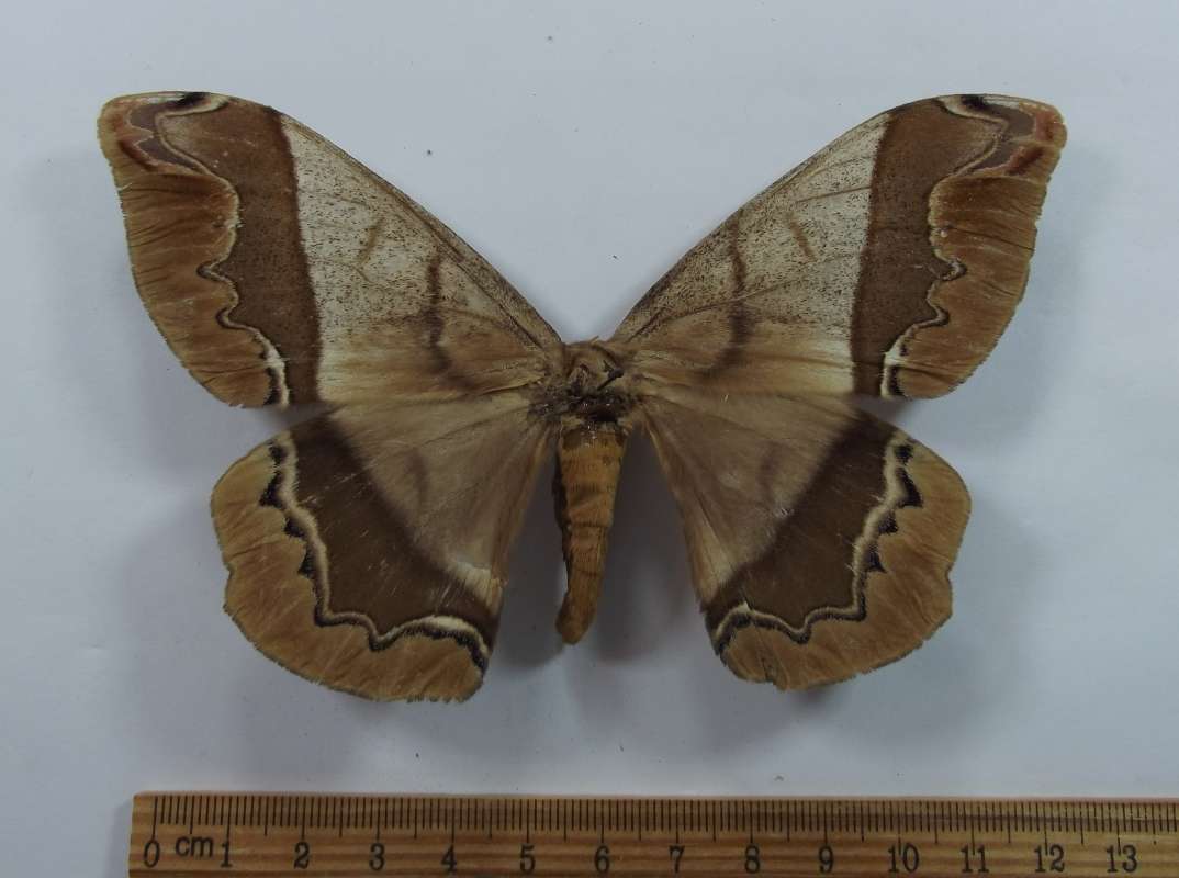 Female - Dorsal View<br>(Origin of the Specimen: Victoria, NC Mexico, July 1989)