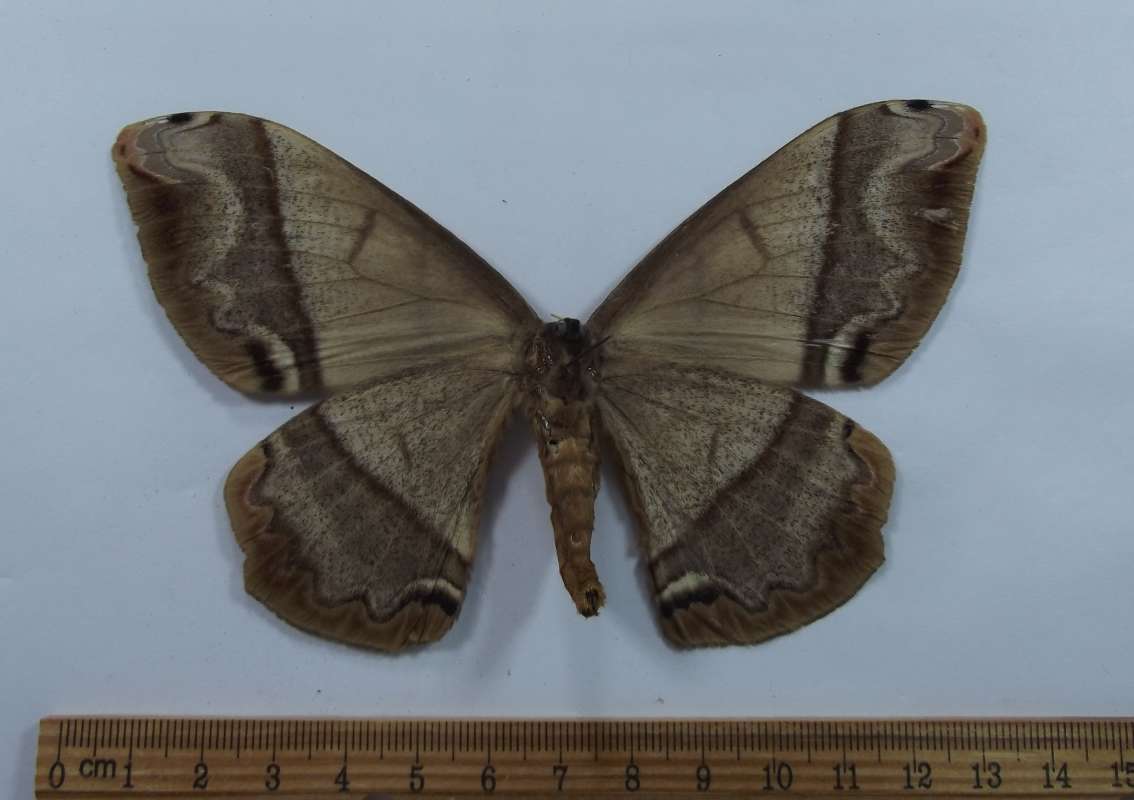 Female - Ventral View<br>(Origin of the Specimen: Victoria, NC Mexico, July 1989)