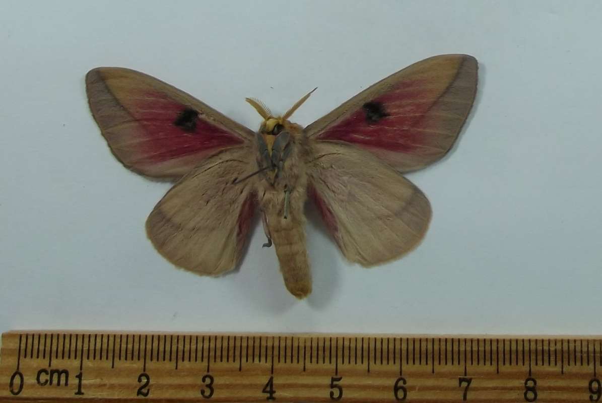 Male - ventral View<br>(Origin of the Specimen: Veracruz, Mexico, July 1989)