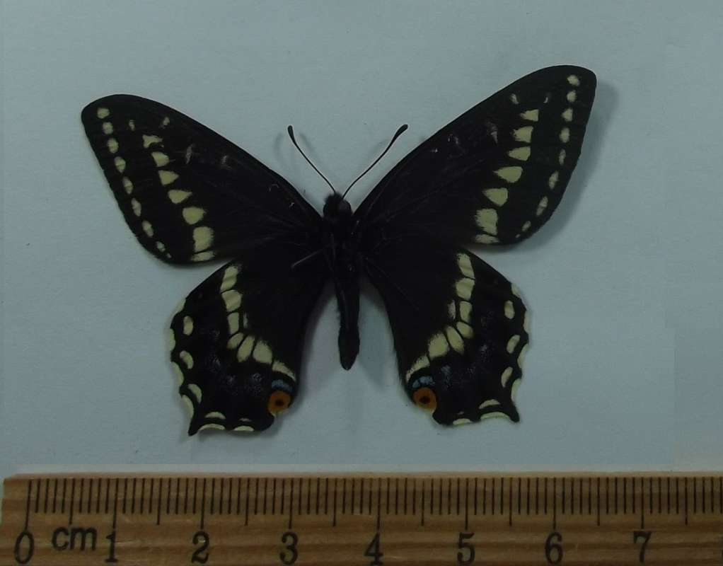 Male - Ventral View<br>(Origin of the Specimen: L. Shasta, Lakehead, Apr 16, 2016)