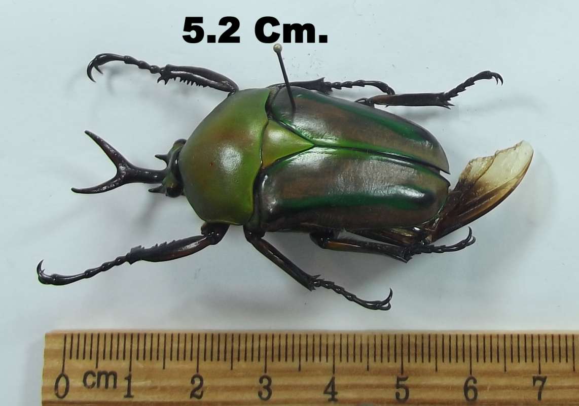 5.2 cm Male - Angle View<br>(Origin of the Specimen: Near Bamenda, Tabtke, Cameroon, Dec)