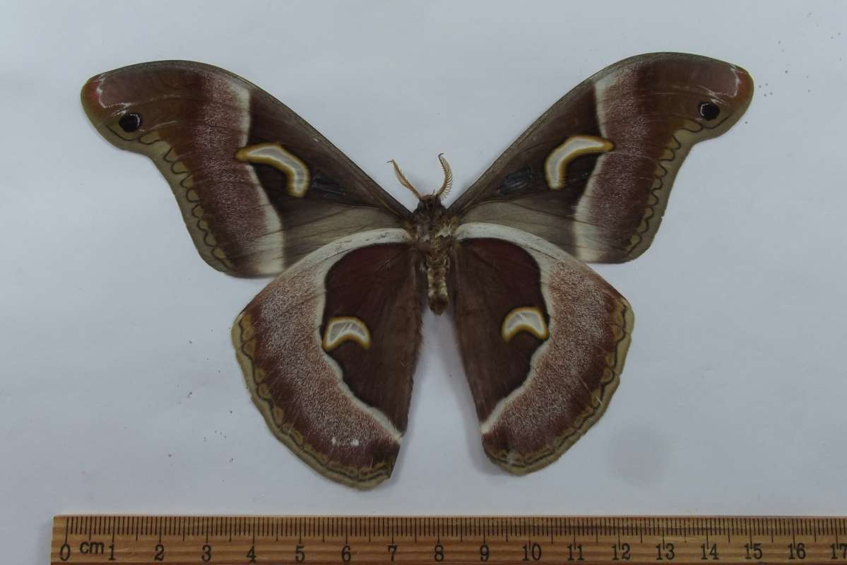 Male - Ventral View<br>(Origin of the Specimen: Ghana, 1989)