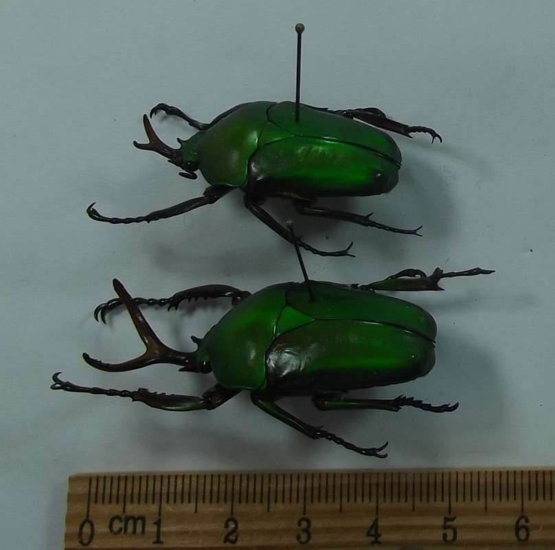 Two Males - Angle View<br>(Origin of the Specimen: Bamenda, Cameroon, 2016)