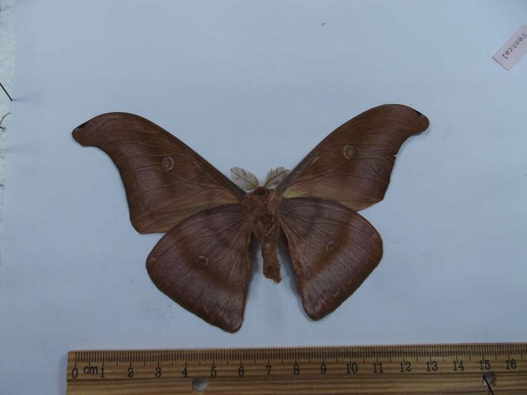 Male - Ventral View<br>(Origin of the Specimen: Mt. Bobun,Sumat ra,  Dec. 2013)