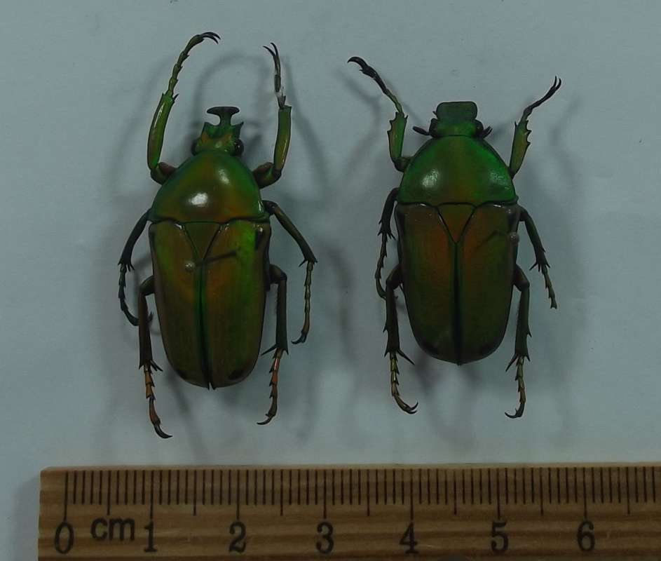 Pair - Dorsal View<br>(Origin of the Specimen: Bamenda, N. Cameroon, 2016)