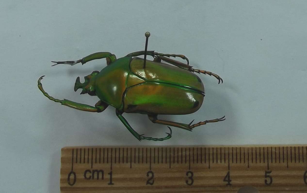 Male - Angle View<br>(Origin of the Specimen: Bamenda, N. Cameroon, 2016)
