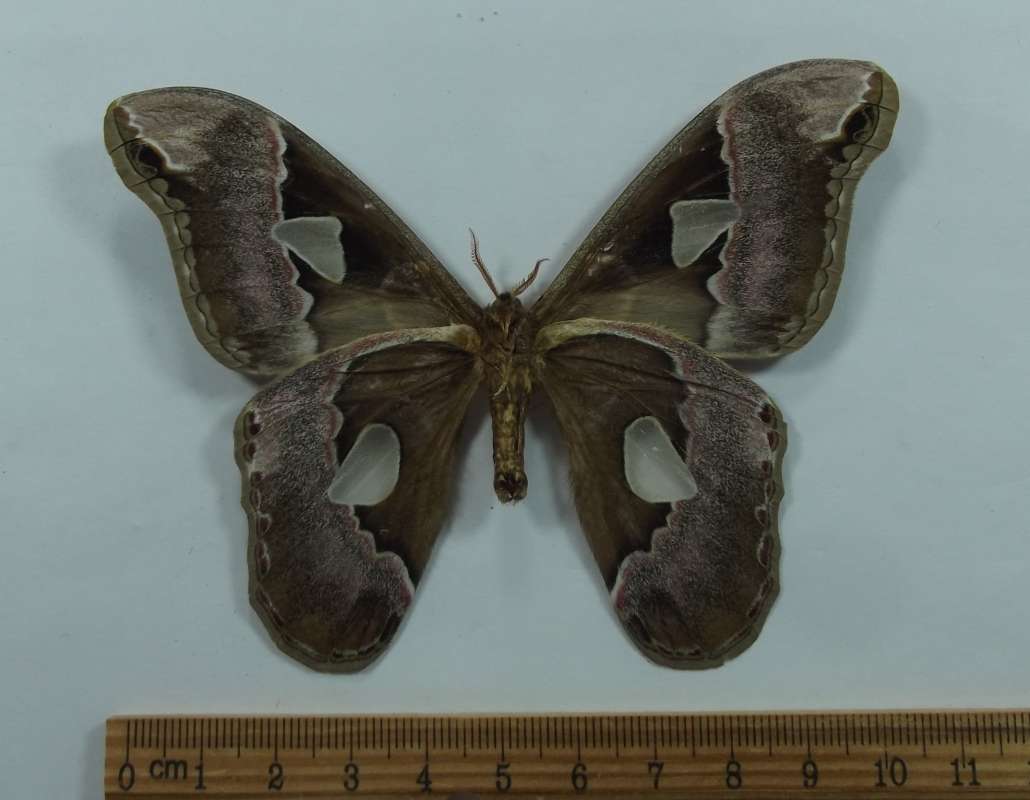 male - Ventral View<br>(Origin of the Specimen: Costa Rica, Bred 2013)
