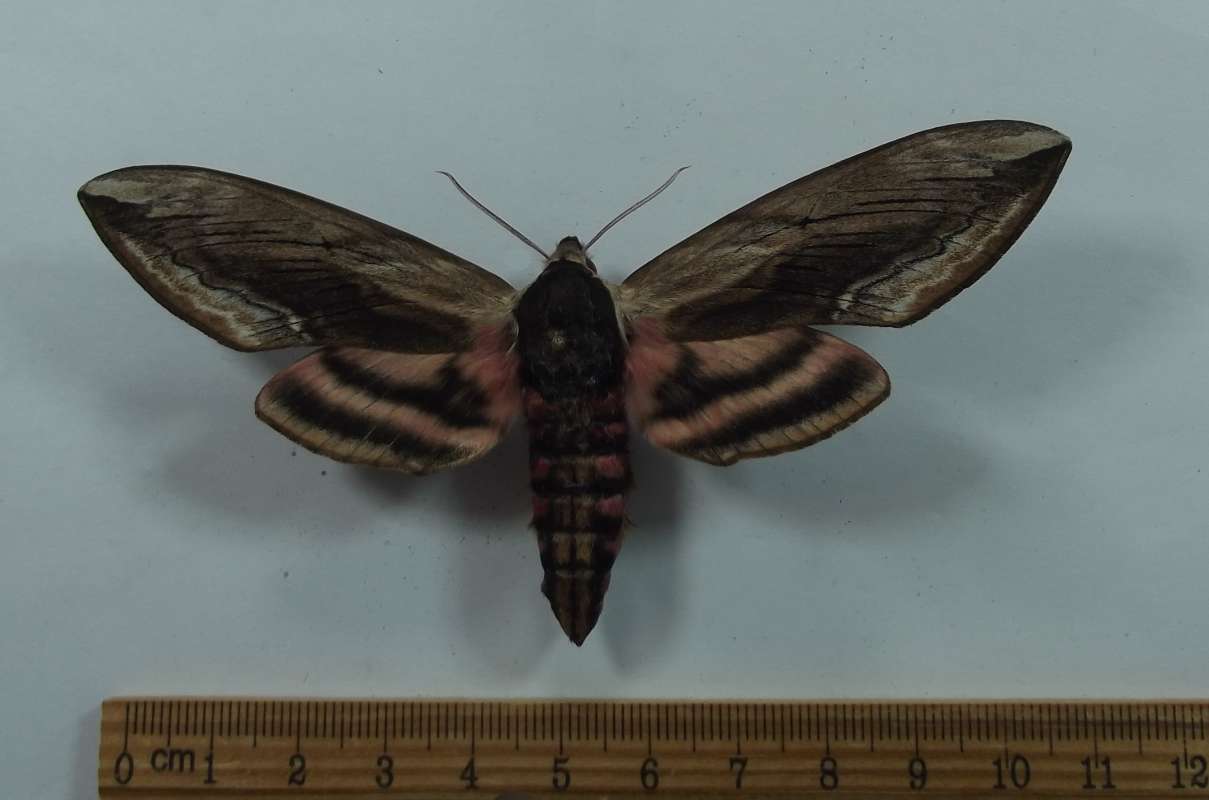 Female - Dorsal<br>(Origin of the Specimen: Poland, Oct, 2008)