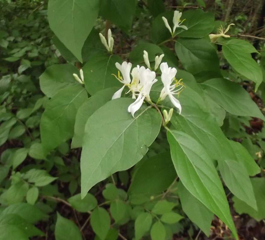Flower - Side View<br>(Location of Picture: MT, Mchenry, Il, Summer 2017)