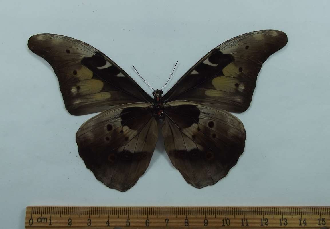 Male - Ventral View<br>(Origin of the Specimen: Peru, Feb. 20014)