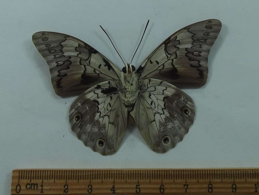 Male - Ventral View<br>(Origin of the Specimen: Chajul, Chiapas, May 2001)
