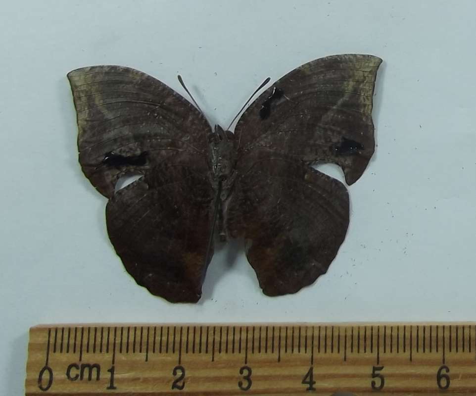 Male - Ventral View<br>(Origin of the Specimen: Costa Rica, Dec. 2010)