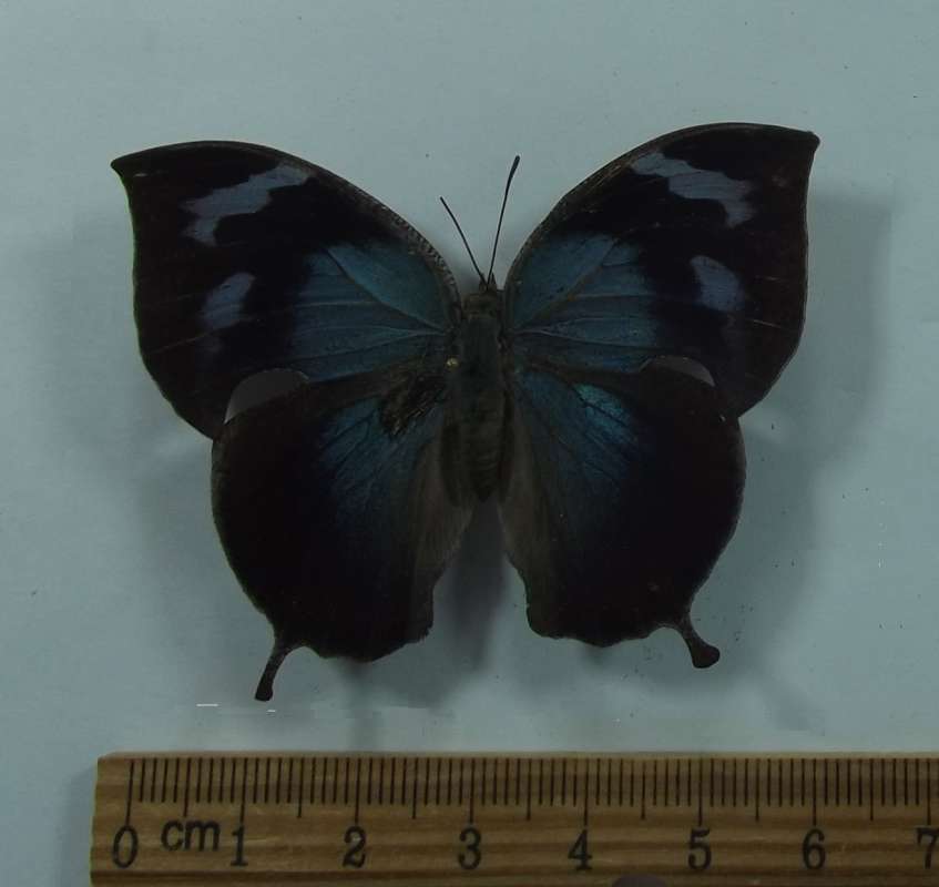 Female - Dorsal View<br>(Origin of the Specimen: Costa Rica, Dec. 2010)