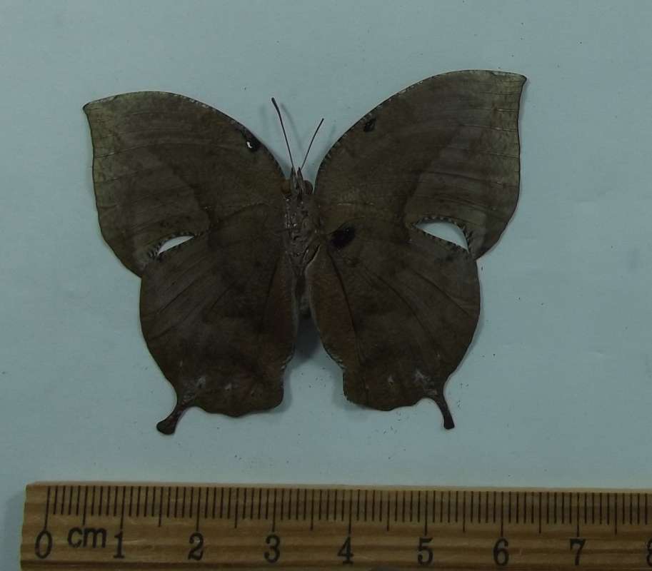 Female - Ventral View<br>(Origin of the Specimen: Costa Rica, Dec. 2010)