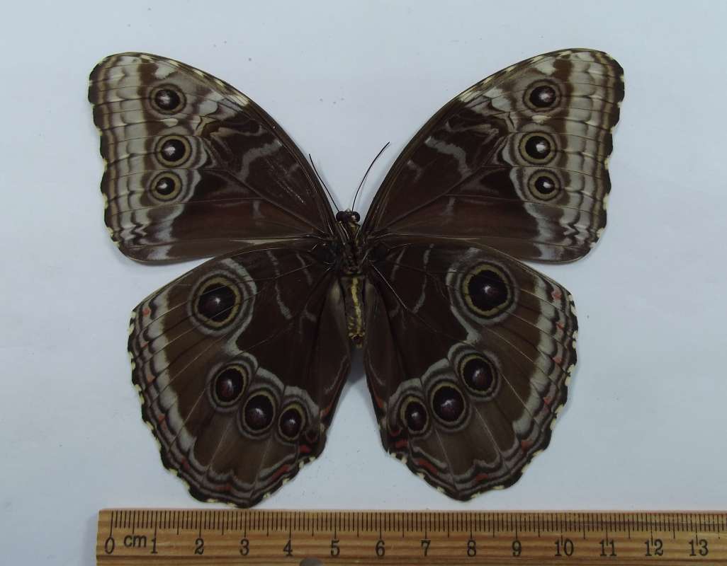 Female - Ventral<br>(Origin of the Specimen: Panama, Sept. 1998)