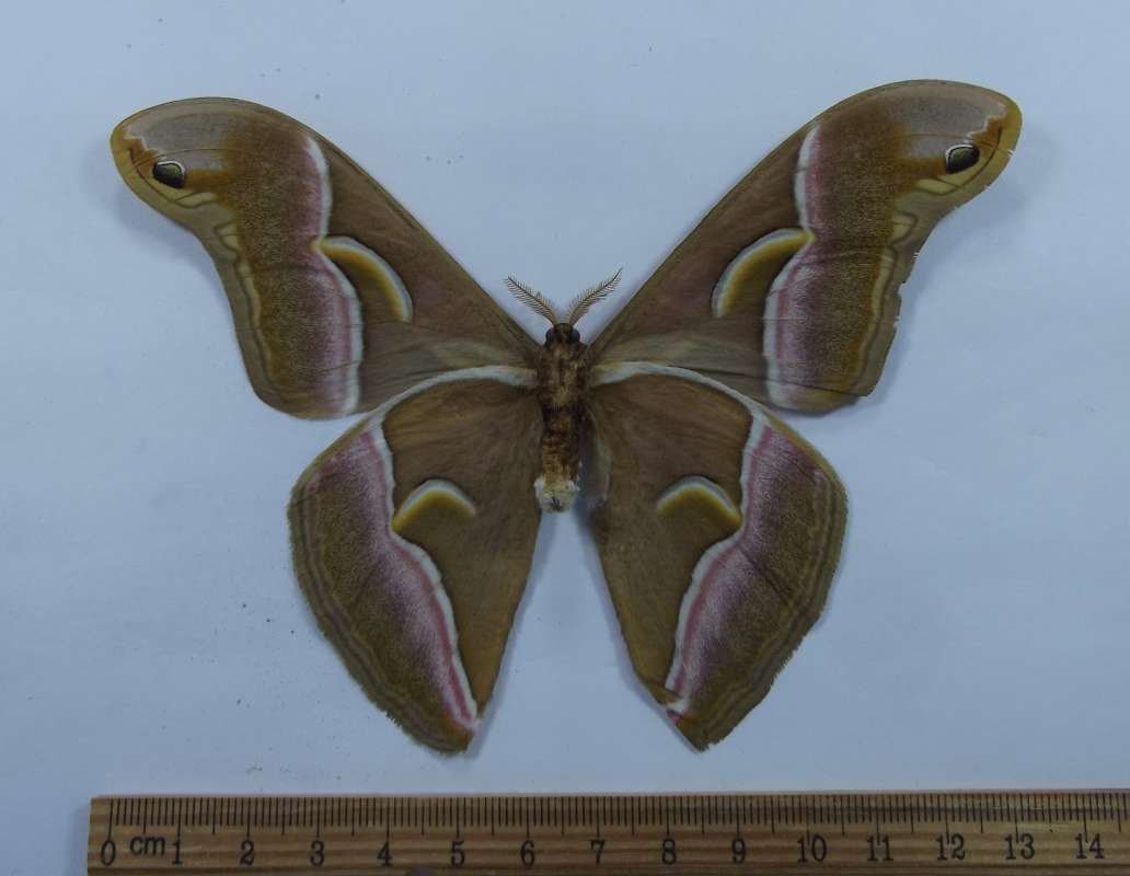 Male - Ventral View<br>(Origin of the Specimen: Leyte, Phil. July 2002)